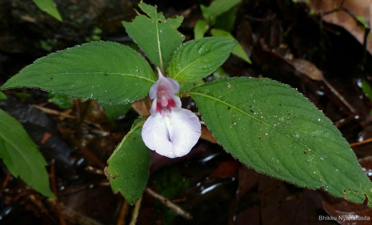 Impatiens truncata Thwaites